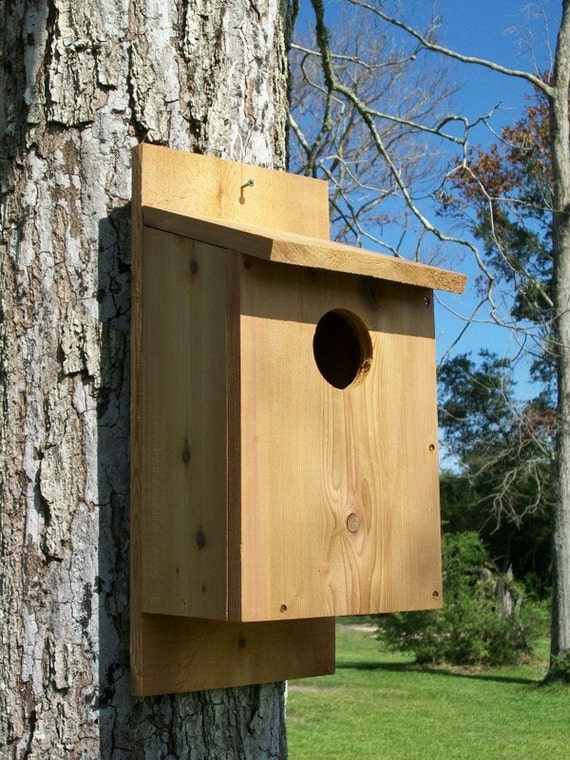 Screech Owl House