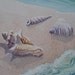 Original watercolor, Shells on the Beach, 11 x 15