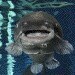 BigCatfish