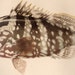 1910 Art Illustration Lithograph Natural History Nassau Grouper Fish