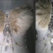 WHITE Swan Belly Dance Top 34 D / White Swan Feather and Silver Swarovski Crystal Dance top/ SACRED and PROFANE Love/ 015