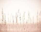 Hello spring / pastel brown grass / photograph / fine art print / by Kitoki - 8x12