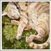 Orange Tabby Cat Curled Up For A Nap print of an original painting