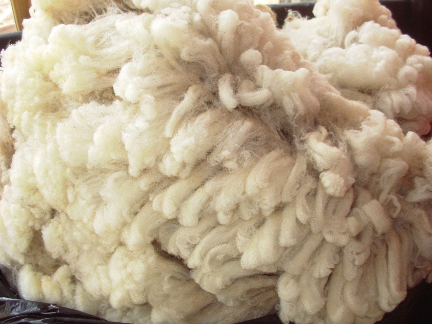 Whole Rambouilett/Cormo Sheep Raw Fleece Wool