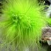 Lime Green Marabou Boa Feathers