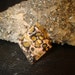 Leopard Skin Jasper Tie Tack Hat Pin