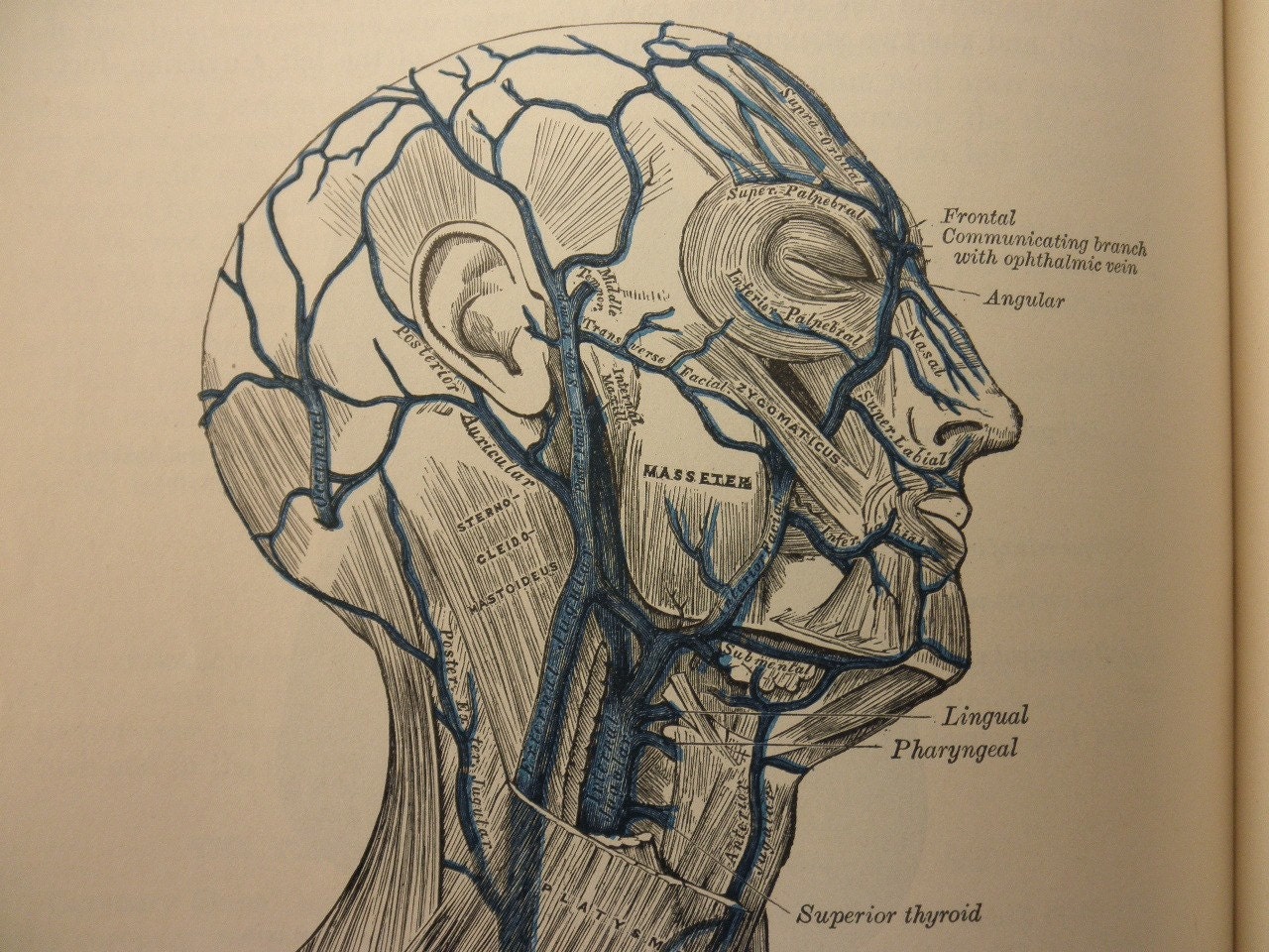 best book for drawing anatomy