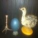 Real Emu Egg