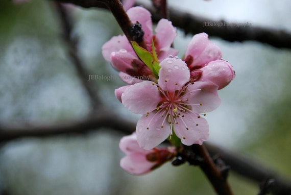 Petals and Mist Pink Fruit Tree Blossoms Springtime Flower