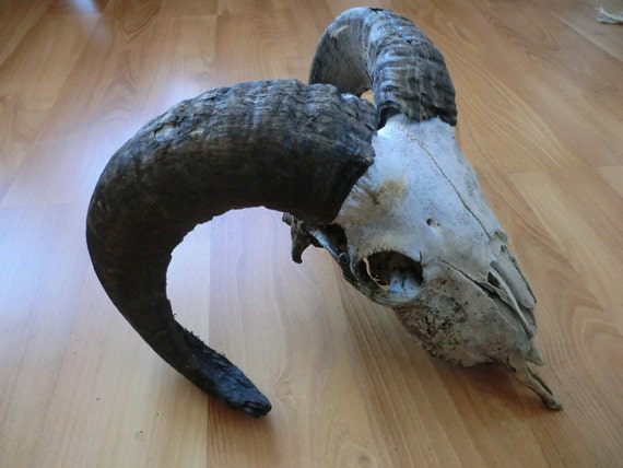 Two Horn Jacob Sheep Skull