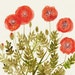 Poppies - Original Watercolor and Ink Illustration - 9"x12" - Flower Wall Art