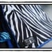 Black and White Zebra animal print MINI blanket with blue Minky swirl