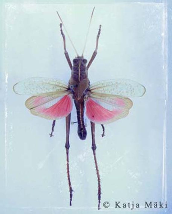 Items similar to Gossamer Wings Fine Art 8 x 10 Photograph of Fairy