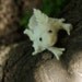 RESERVED Needle felted white AXOLOTL sculpture with realistic eyes.
