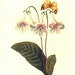 Vintage Botanical Book Print by Redoute of Gloxinia