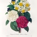 Vintage Botanical Book Plate by Redoute of Bouquet