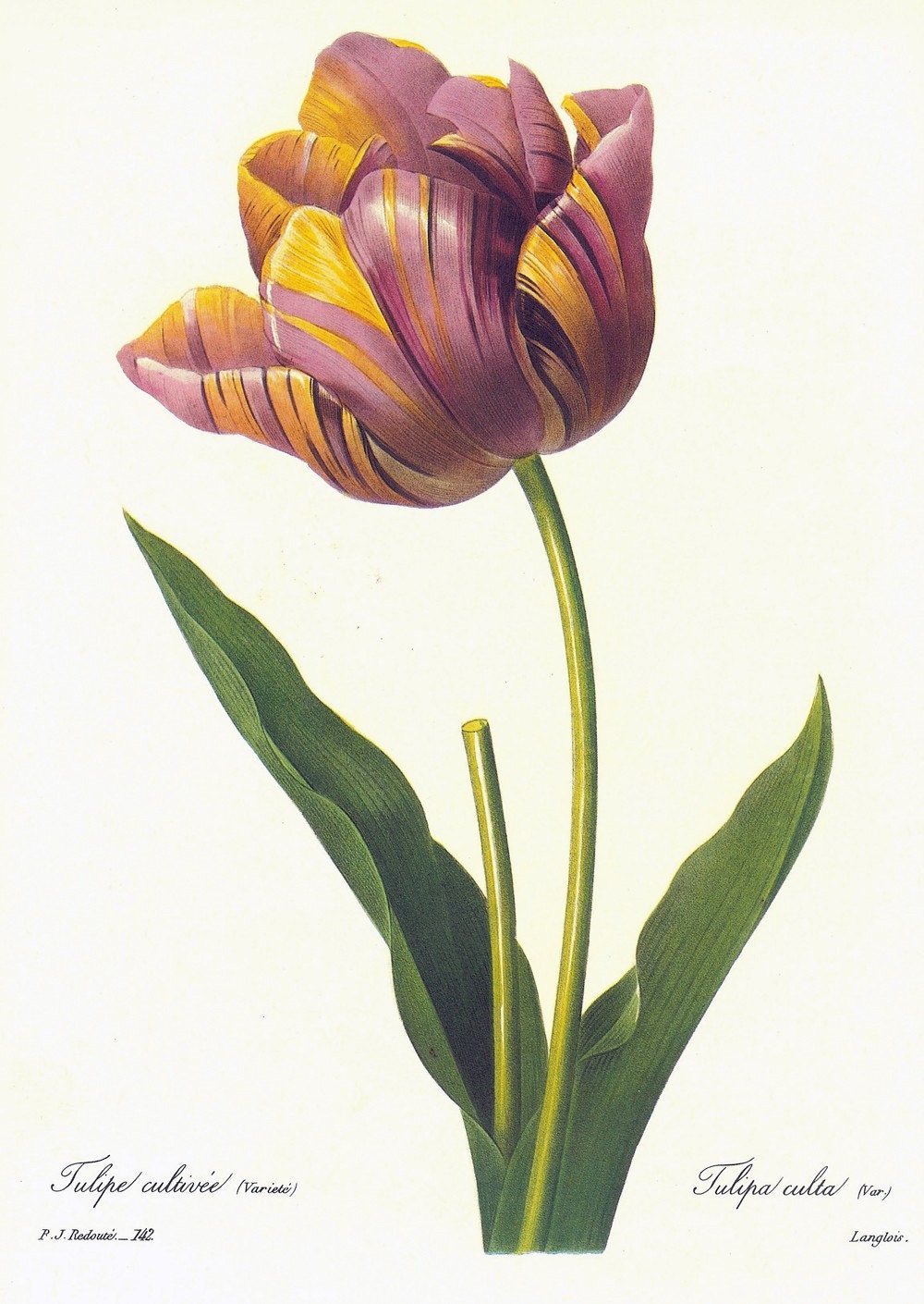 Vintage Botanical Print by Redoute of Tulip