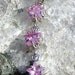 Pink Sapphire Star Pendant - Vintage - Special Offer
