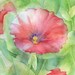 SALE Hibiscus Watercolor Print