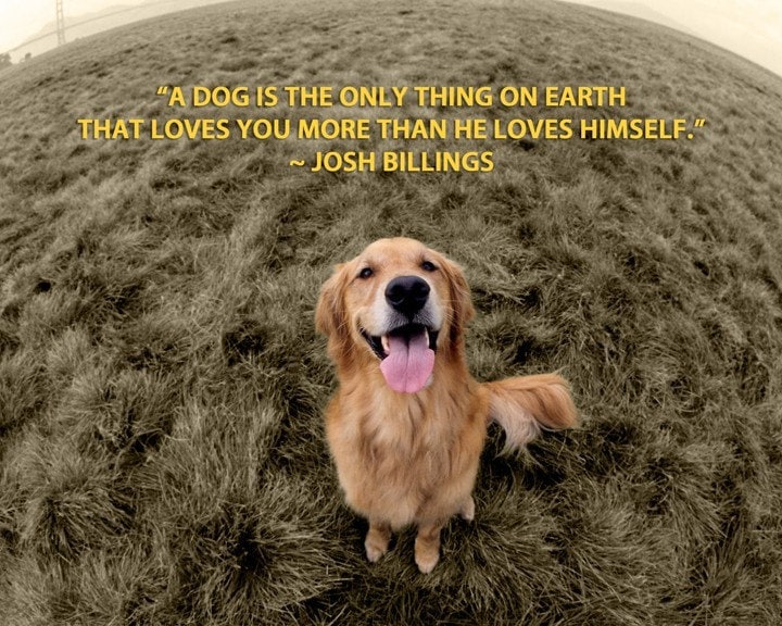 Inspirational Dog Quotes Golden Retrievers. QuotesGram