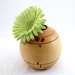 Wooden Elm Vase/Bowl hand turned