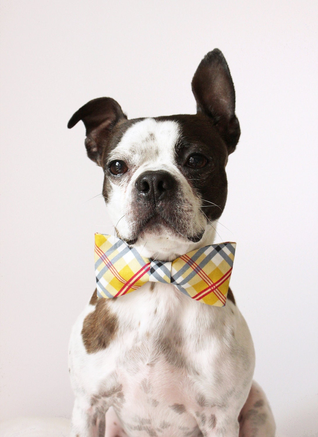 Dog Bow Ties Petco at Anita Price blog