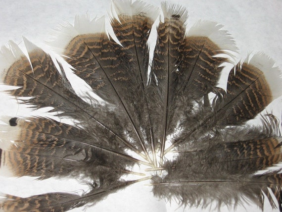 Secondary turkey tail fan feathers