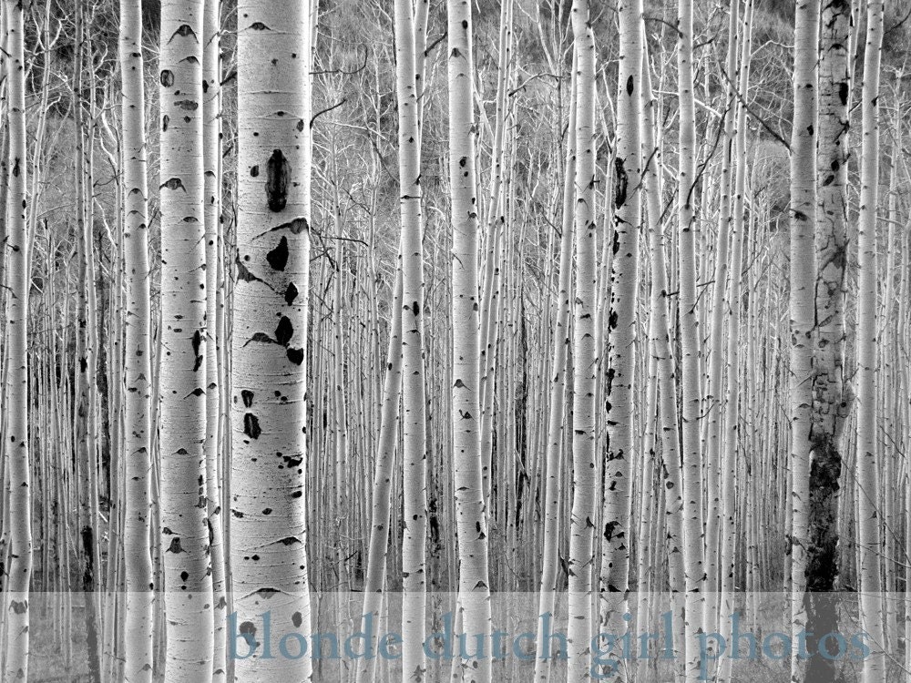 Aspen Trees in Black & White 8 x 10 photograph