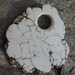 HUGE Natural White Magnesite Donut Primitive Natural Rough Edges Focal bead Component