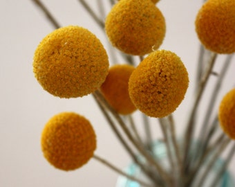 2 Bunches Organic Dried Craspedia (40 stems)