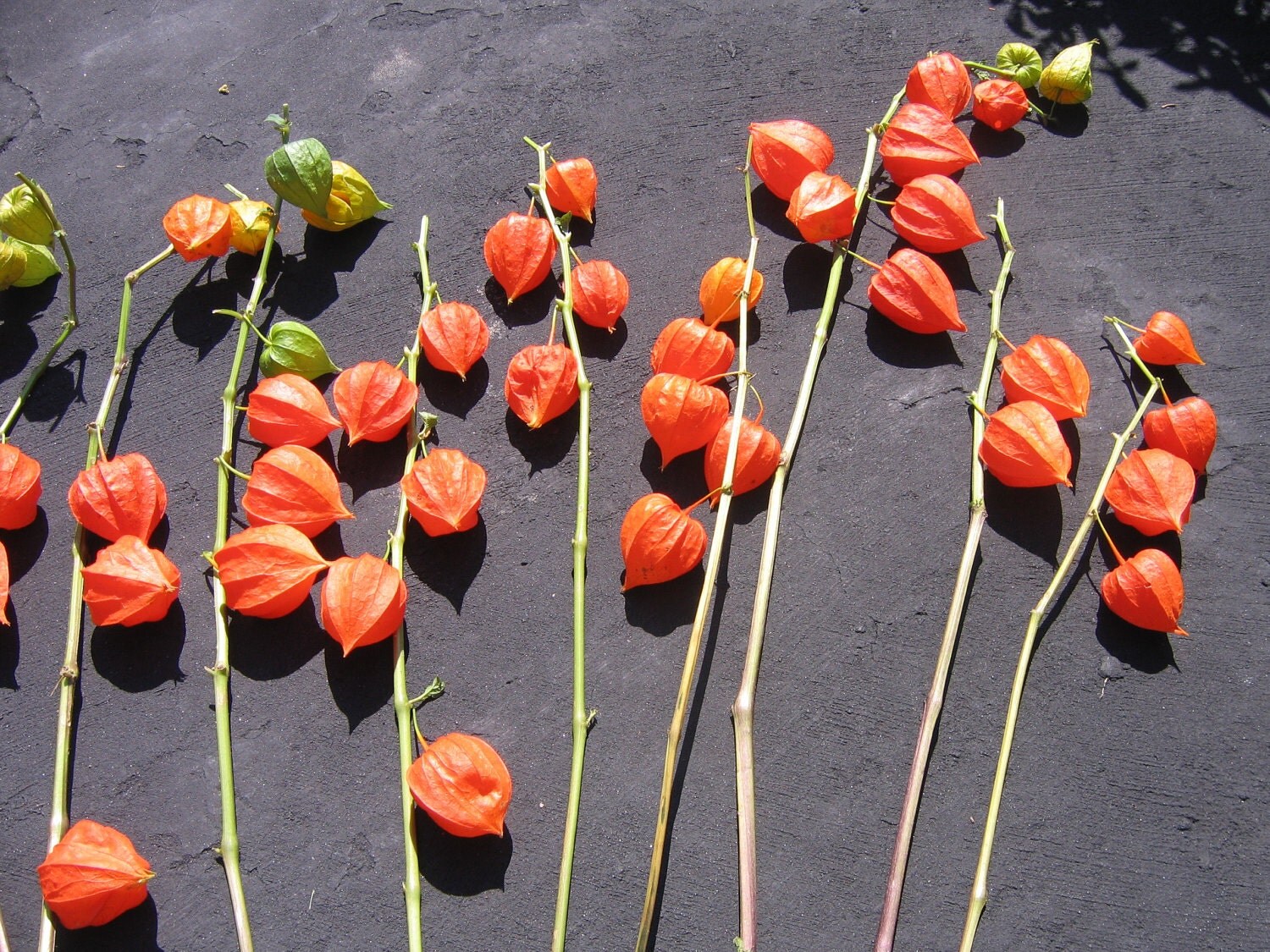 CHinese JAPANESE LANTERNS Dried Stems flowers ORANGE 15