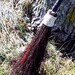 Witches Broom, Witches Besom, Altar Besom, Purification, Protection