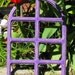 Purple Window Frame