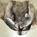 2 Craft raccoon faces tanned mask bags teaching crafts
