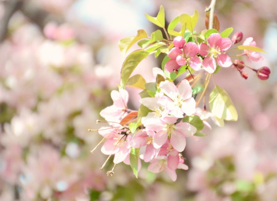 pink apple blossoms-flower photography flower photo cottage