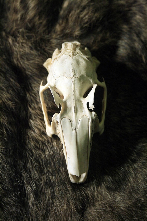 Jack Rabbit Skull Hare Teeth Real Bone Grade B