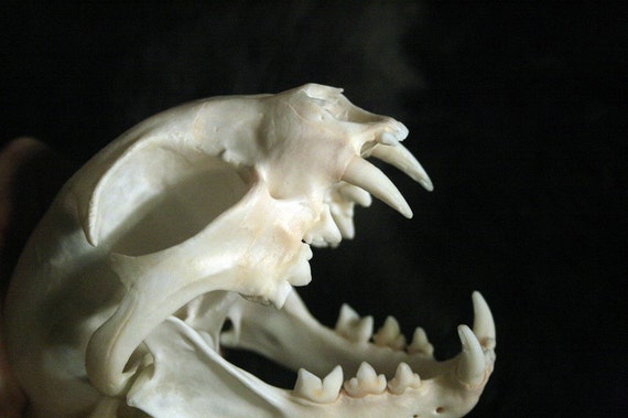 SALE Bobcat Skull Feline Teeth Real Bone Grade A