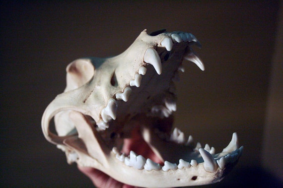 skull dog canine teeth bull pit pitbull bone
