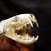 Mink Skull - Grade A, Real Bone, Teeth, Taxidermy B50