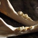 Lynx Jaws - Real Bone, Teeth, Taxidermy, B90 - Grade B