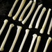 x10 Large Coyote Toe Bones - Real Bone, Taxidermy, R2927 - Grade A
