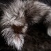 x1 Tanned Blue Frost Fox Tail - Fur, Hide, Taxidermy, F02427 - Grade A