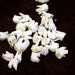x10 Porcupine Molars - Real Teeth, Rodent, Taxidermy, T84831D - Grade A