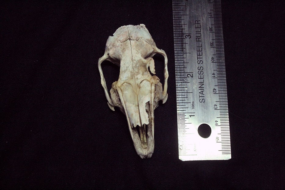 Jack Rabbit Skull Teeth Real Bone Grade C