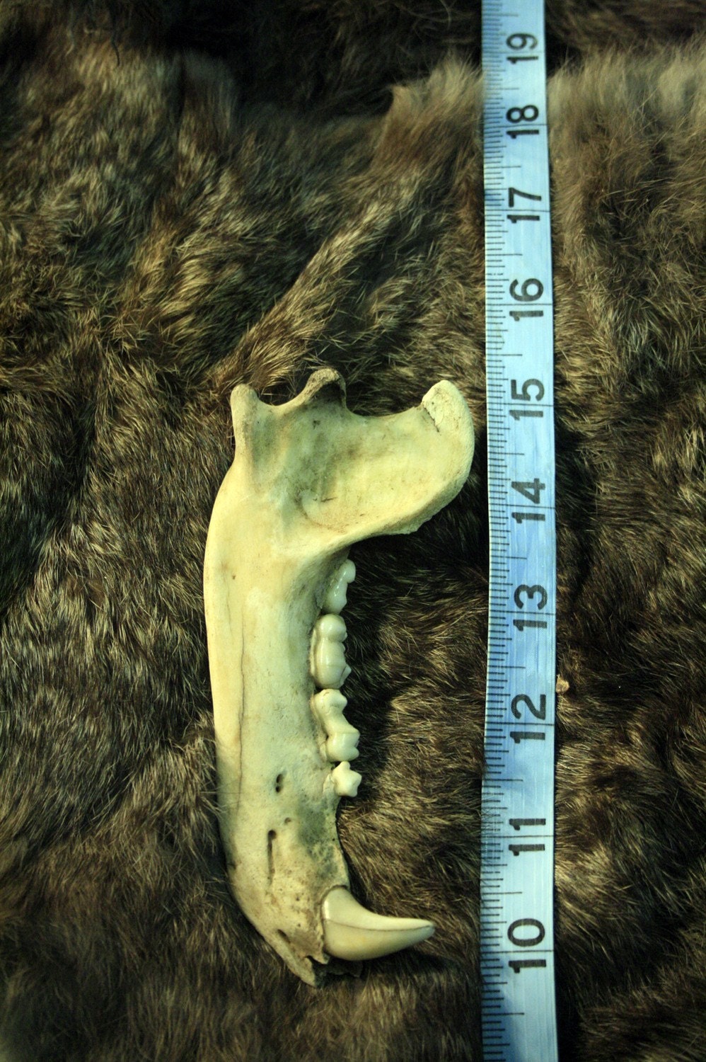 RESERVED Black Bear Jaw Bone Teeth Real Bone Grade B