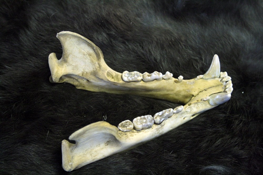 Black Bear Jaws Teeth Real Bone Grade A