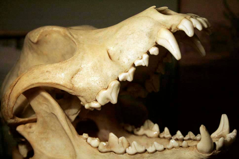 Pit Bull Skull Real Bone Dog Canine Teeth Taxidermy