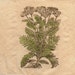 Yarrow Patch