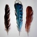 Three Feathers : Robin, Blue Jay, Cardinal - Part Two- Original Watercolor
