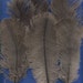 6 Feathers, Emu, Lot 1
